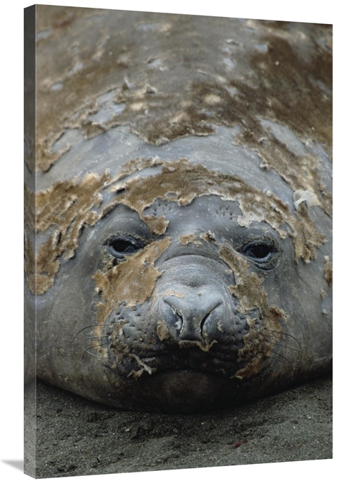 Global Gallery GCS-452452-2436-142 24 x 36 in. Southern Elephant Seal 