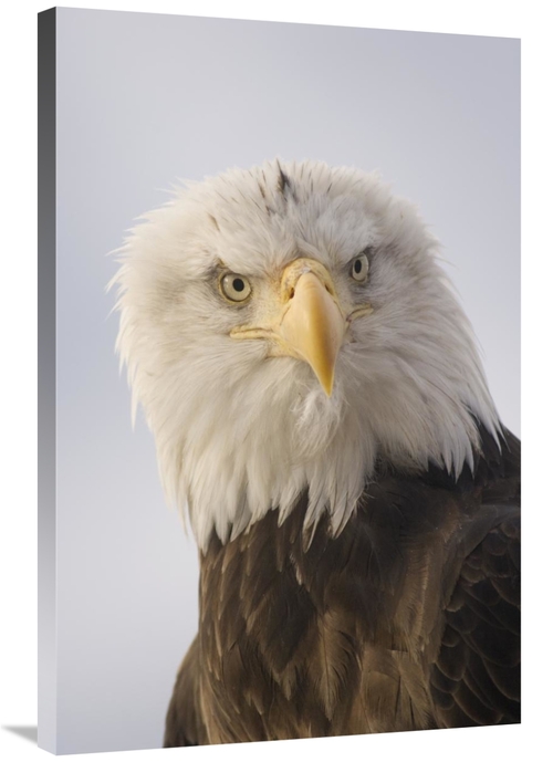 Global Gallery GCS-451934-2436-142 24 x 36 in. Bald Eagle Portrait&#44