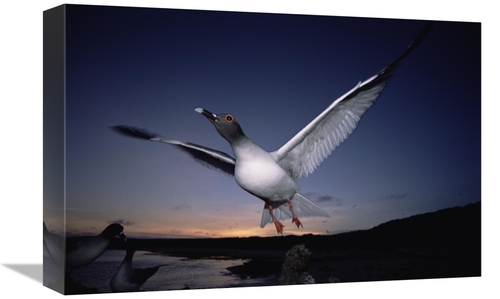 Global Gallery GCS-451514-1218-142 12 x 18 in. Swallow-Tailed Gull Dep