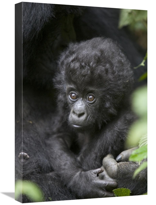 Global Gallery GCS-395863-1624-142 16 x 24 in. Mountain Gorilla Three 