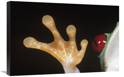 Global Gallery GCS-395299-2030-142 20 x 30 in. Red-Eyed Tree Frog Deta