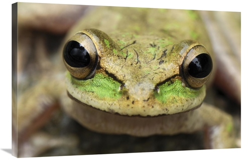 Global Gallery GCS-397643-2436-142 24 x 36 in. Tarraco Treefrog Portra