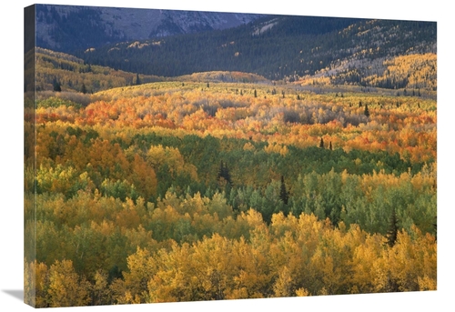 Global Gallery GCS-396613-2432-142 24 x 32 in. Aspen Trees in Fall Col