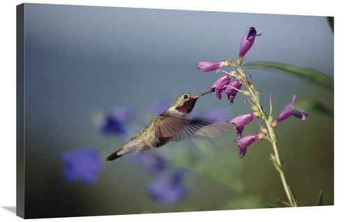 Global Gallery GCS-451959-2436-142 24 x 36 in. Broad-Tailed Hummingbir