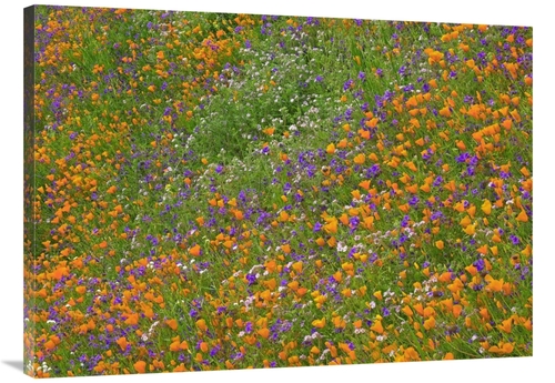 30 x 40 in. California Poppy & Desert Bluebell Carpeting A Spring Hill