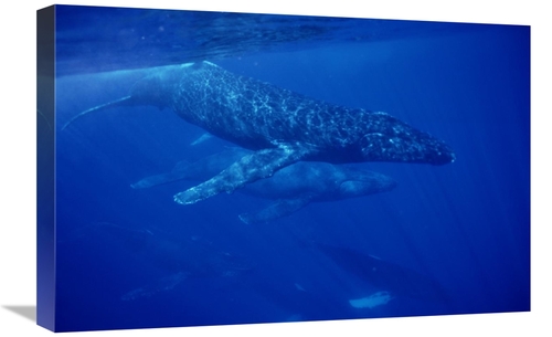 Global Gallery GCS-450992-1624-142 16 x 24 in. Humpback Whale Travelin