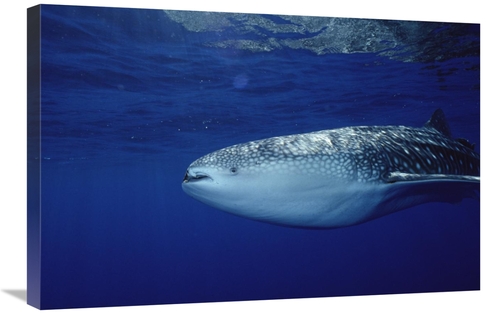 Global Gallery GCS-450741-2030-142 20 x 30 in. Whale Shark Portrait&#4