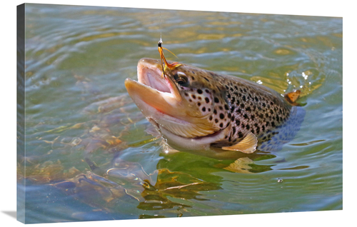 Global Gallery GCS-486440-36-142 36 in. Brown Trout Art Print - Vic Sc