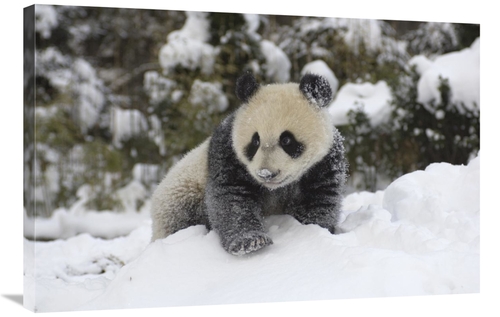 Global Gallery GCS-395895-2436-142 24 x 36 in. Giant Panda Cub Playing