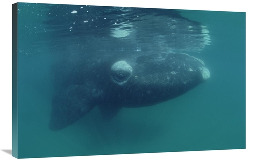 Global Gallery GCS-450645-2436-142 24 x 36 in. Southern Right Whale Ju