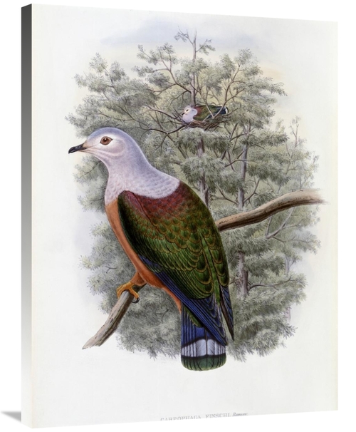 Global Gallery GCS-277758-36-142 36 in. Finschs Fruit-Pigeon Art Print