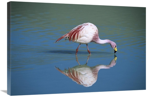 Global Gallery GCS-451650-2436-142 24 x 36 in. Puna Flamingo Feeding i