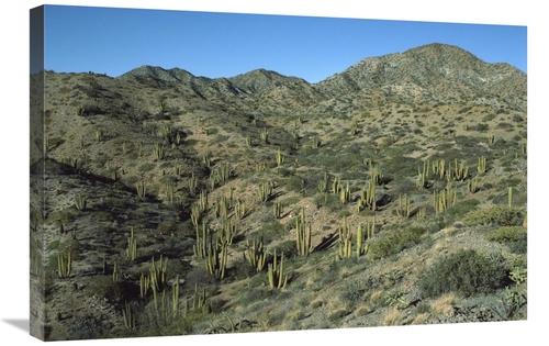 Global Gallery GCS-451706-2030-142 20 x 30 in. Cardon Cactus Forest&#4