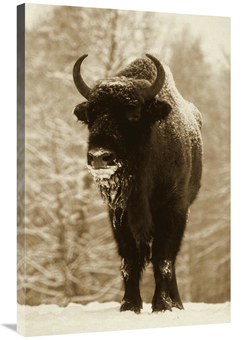 Global Gallery GCS-398245-2436-142 24 x 36 in. European Bison or Wisen