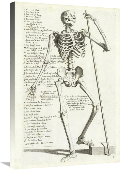 Global Gallery GCS-454963-2030-142 20 x 30 in. Anatomical Diagram Show