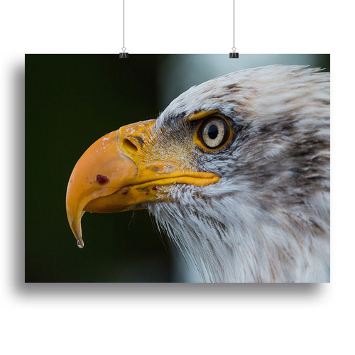 Bald Eagle Canvas Print or Poster
