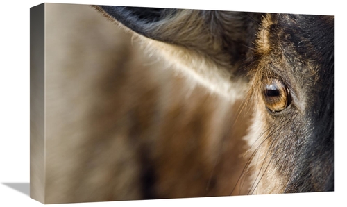 Global Gallery GCS-397437-1218-142 12 x 18 in. Blue Wildebeest Eye,
