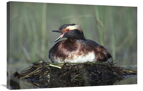 Global Gallery GCS-451976-2436-142 24 x 36 in. Horned Grebe Parent Cal