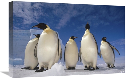 Global Gallery GCS-395636-1624-142 16 x 24 in. Emperor Penguin Group&#