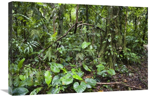 Global Gallery GCS-452673-2030-142 20 x 30 in. Lowland Rainforest,