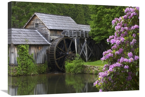 Global Gallery GCS-395943-30-142 30 in. Rhododendron Blossoming at Mab