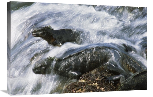 Global Gallery GCS-451147-2436-142 24 x 36 in. Marine Iguana Pair in S