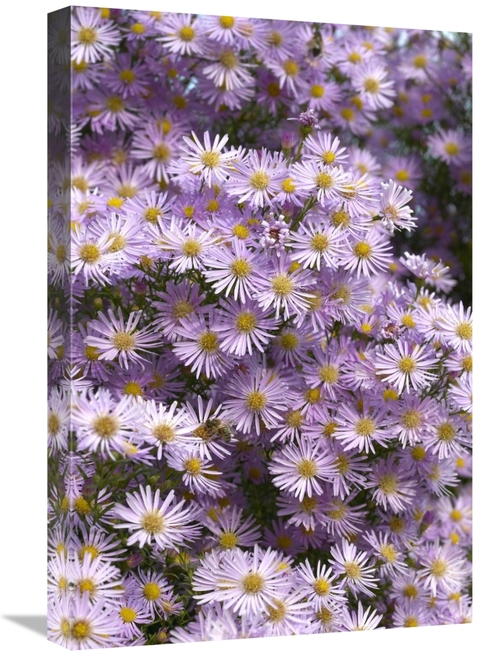 Global Gallery GCS-398357-1624-142 16 x 24 in. Aster Pink Star Variety