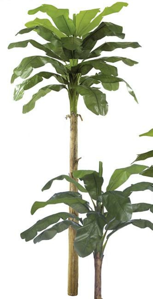 Autograph Foliages P-0773 - 15 Foot Banana Palm - Green