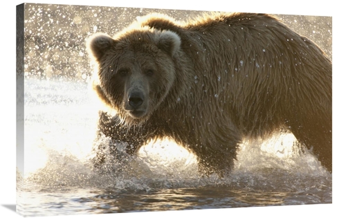 Global Gallery GCS-395471-2436-142 24 x 36 in. Grizzly Bear Foraging f