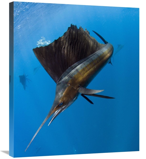 Global Gallery GCS-397924-30-142 30 in. Atlantic Sailfish Hunting Roun