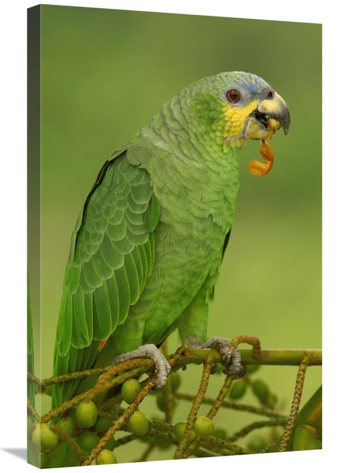 Global Gallery GCS-453219-2030-142 20 x 30 in. Orange-Winged Parrot Pe