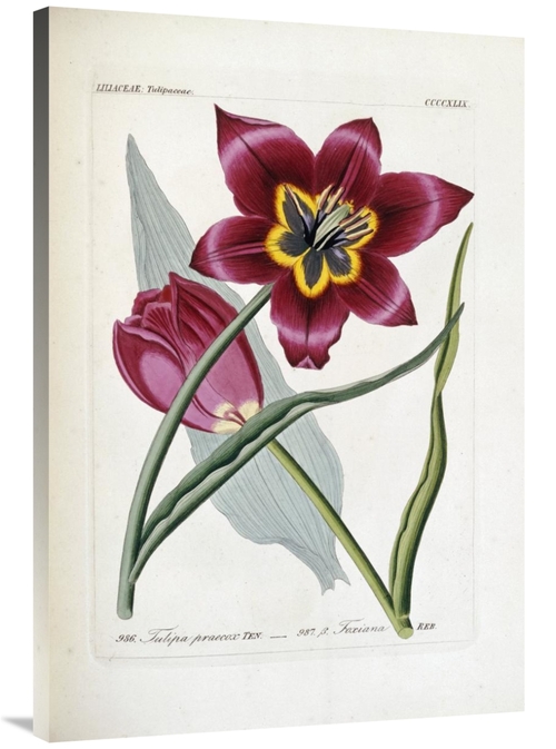 Global Gallery GCS-267098-40-142 40 in. Tulipa Praecox Art Print - H.G