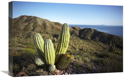 Global Gallery GCS-395630-1624-142 16 x 24 in. Cardon Cactus in Dry Ar