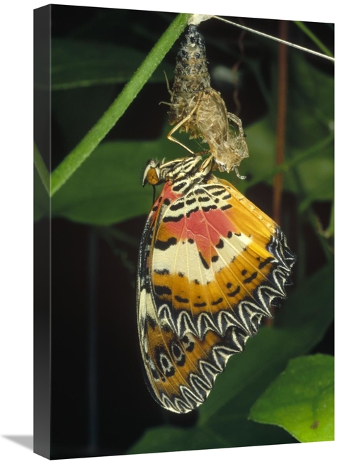 Global Gallery GCS-450978-1624-142 16 x 24 in. Malay Lacewing Butterfl