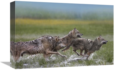 Global Gallery GCS-452266-1218-142 12 x 18 in. Gray Wolf Trio Running 