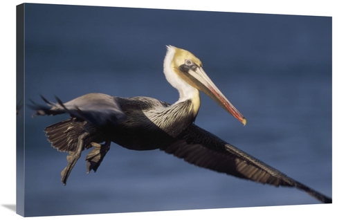 Global Gallery GCS-396000-2436-142 24 x 36 in. Brown Pelican Flying