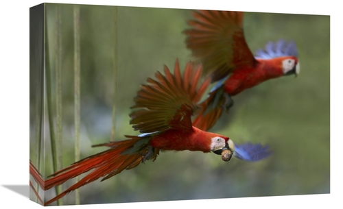 Global Gallery GCS-396404-1218-142 12 x 18 in. Scarlet Macaw Pair Flyi