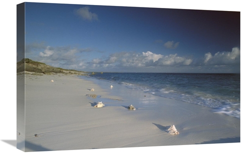 Global Gallery GCS-452936-1624-142 16 x 24 in. Conch Shell on Seven Mi