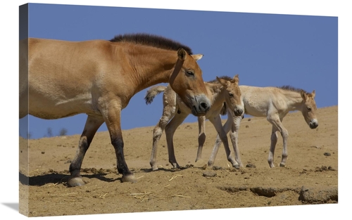 Global Gallery GCS-450909-2030-142 20 x 30 in. Przewalskis Horse Adult