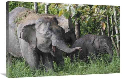 Global Gallery GCS-397706-2436-142 24 x 36 in. Asian Elephant Mother &