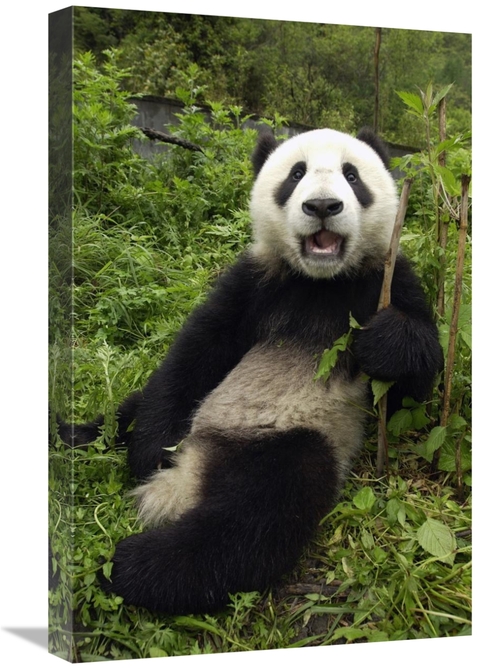 Global Gallery GCS-453017-1624-142 16 x 24 in. Giant Panda Cub Named X