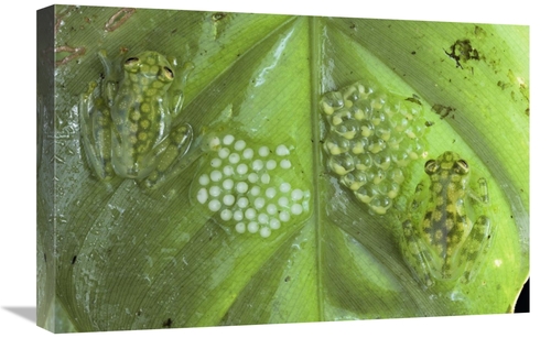 Global Gallery GCS-397230-1624-142 16 x 24 in. Reticulated Glass Frogs