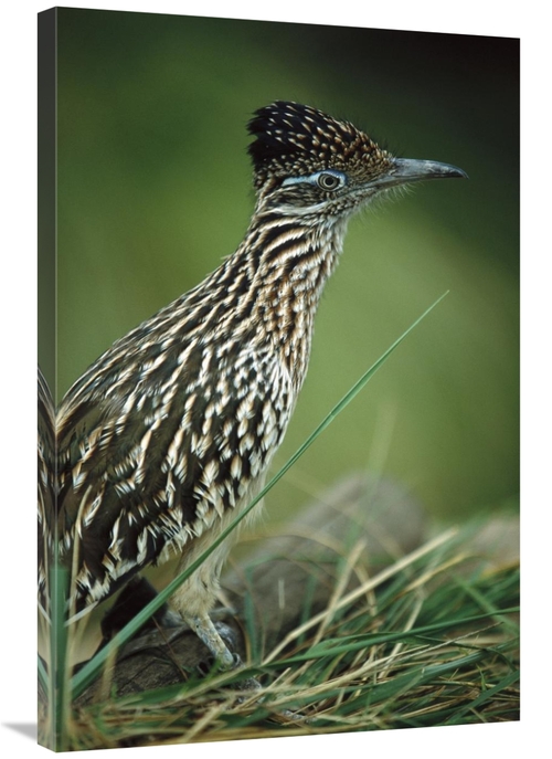 Global Gallery GCS-450824-2436-142 24 x 36 in. Greater Roadrunner Port