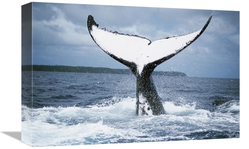 Global Gallery GCS-397958-1218-142 12 x 18 in. Humpback Whale Tail,