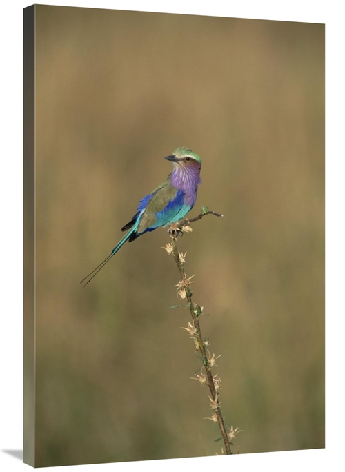 Global Gallery GCS-452367-2436-142 24 x 36 in. Lilac-Breasted Roller P