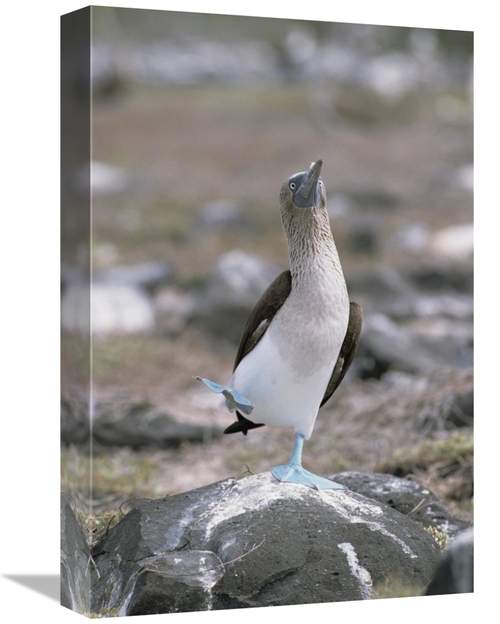 Global Gallery GCS-452411-1218-142 12 x 18 in. Blue-Footed Booby in Co