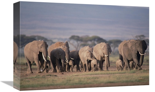 Global Gallery GCS-452791-1218-142 12 x 18 in. African Elephant Herd W