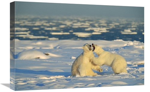 Global Gallery GCS-452505-1624-142 16 x 24 in. Polar Bear Males Fighti