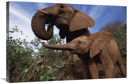 Global Gallery GCS-452957-2436-142 24 x 36 in. Orphan Baby Natumi Gree