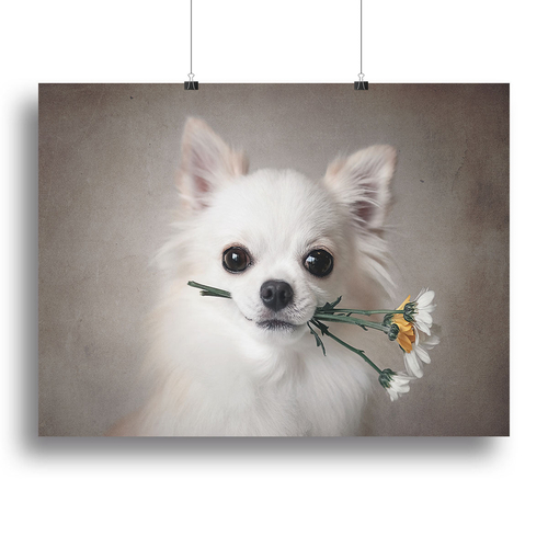 Chihuahua with flowers Canvas Print or Poster